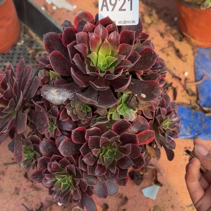 小微瑕金丝却多肉植物921.