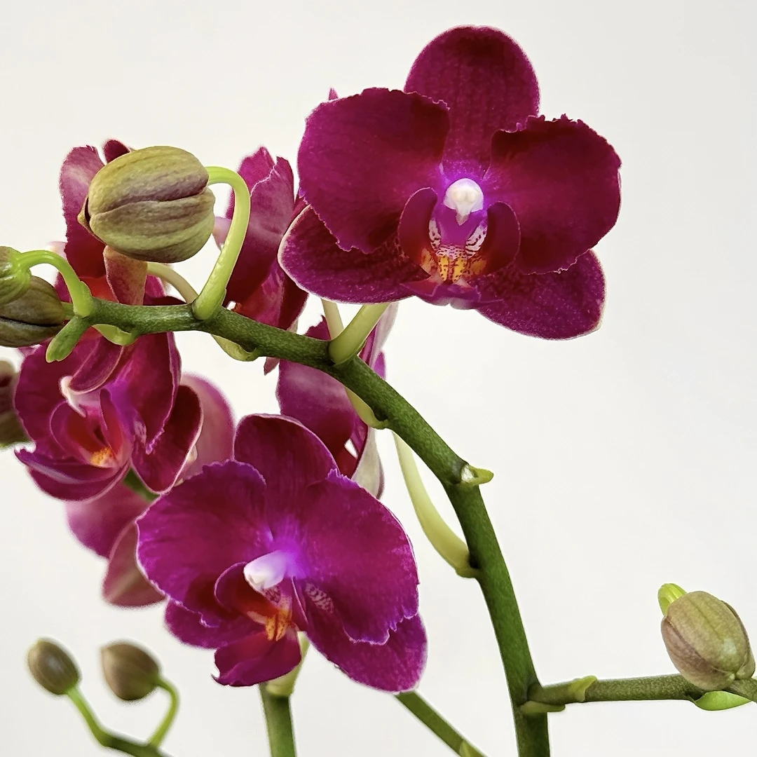 和成花卉【甜心公主三颗】瑕疵花后苗