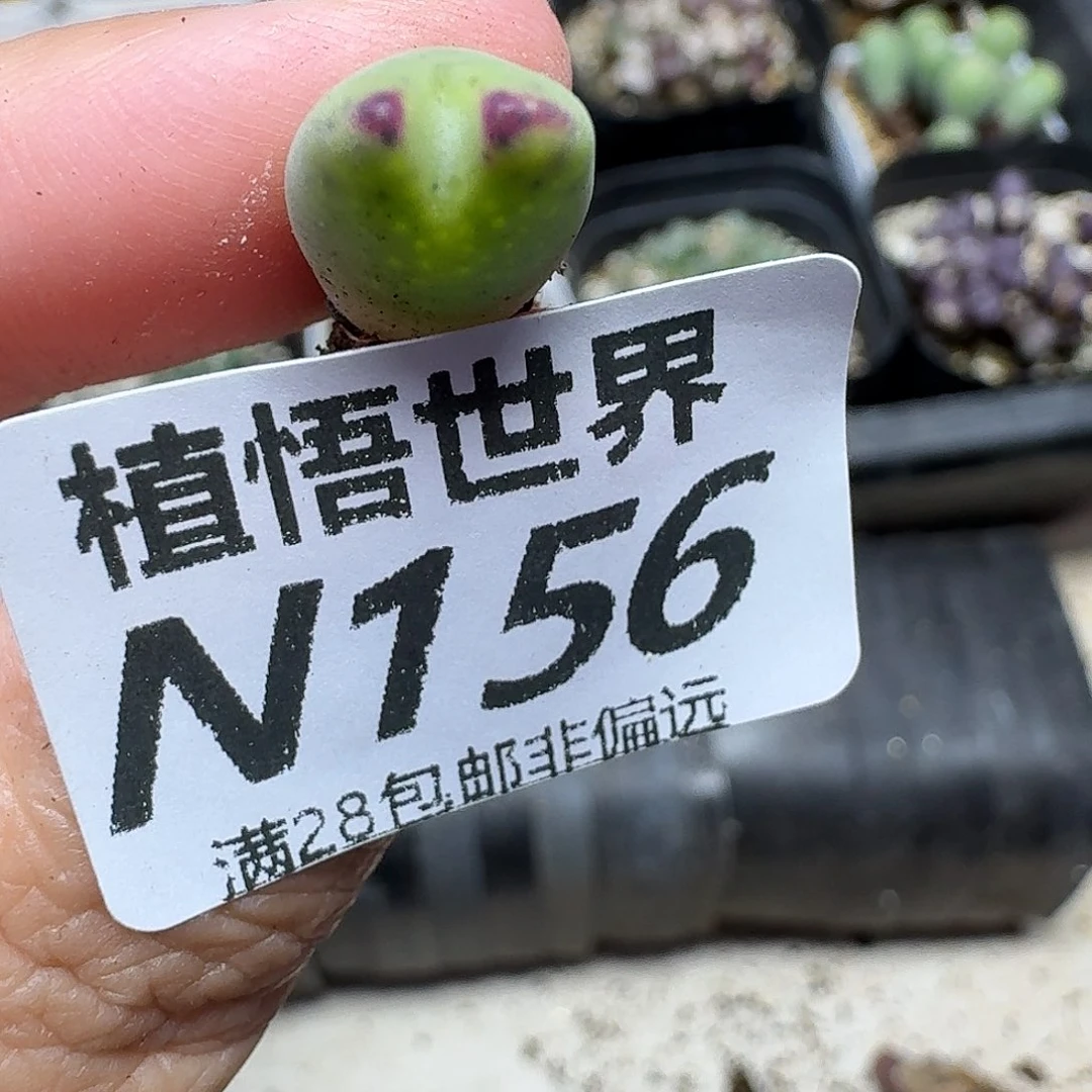 多肉植物的润泽ghjjj