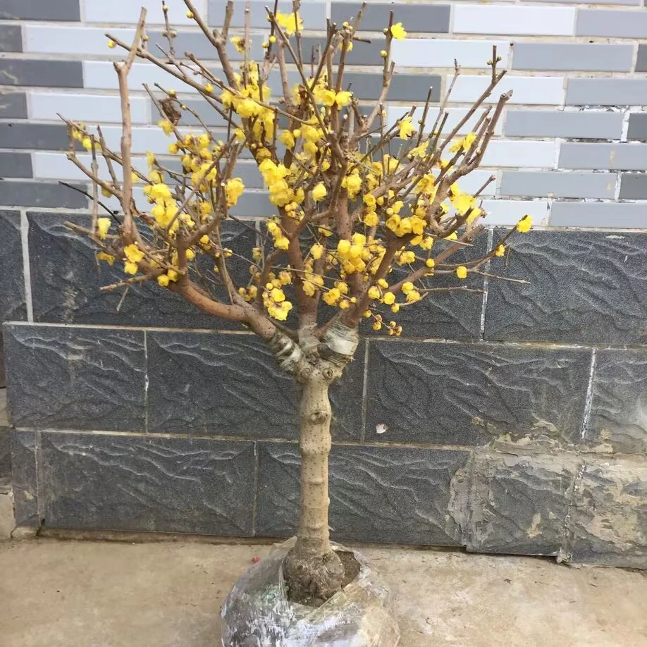 带花苞腊梅盆栽浓香型耐寒地栽老桩梅花冬天开花庭院花卉植物