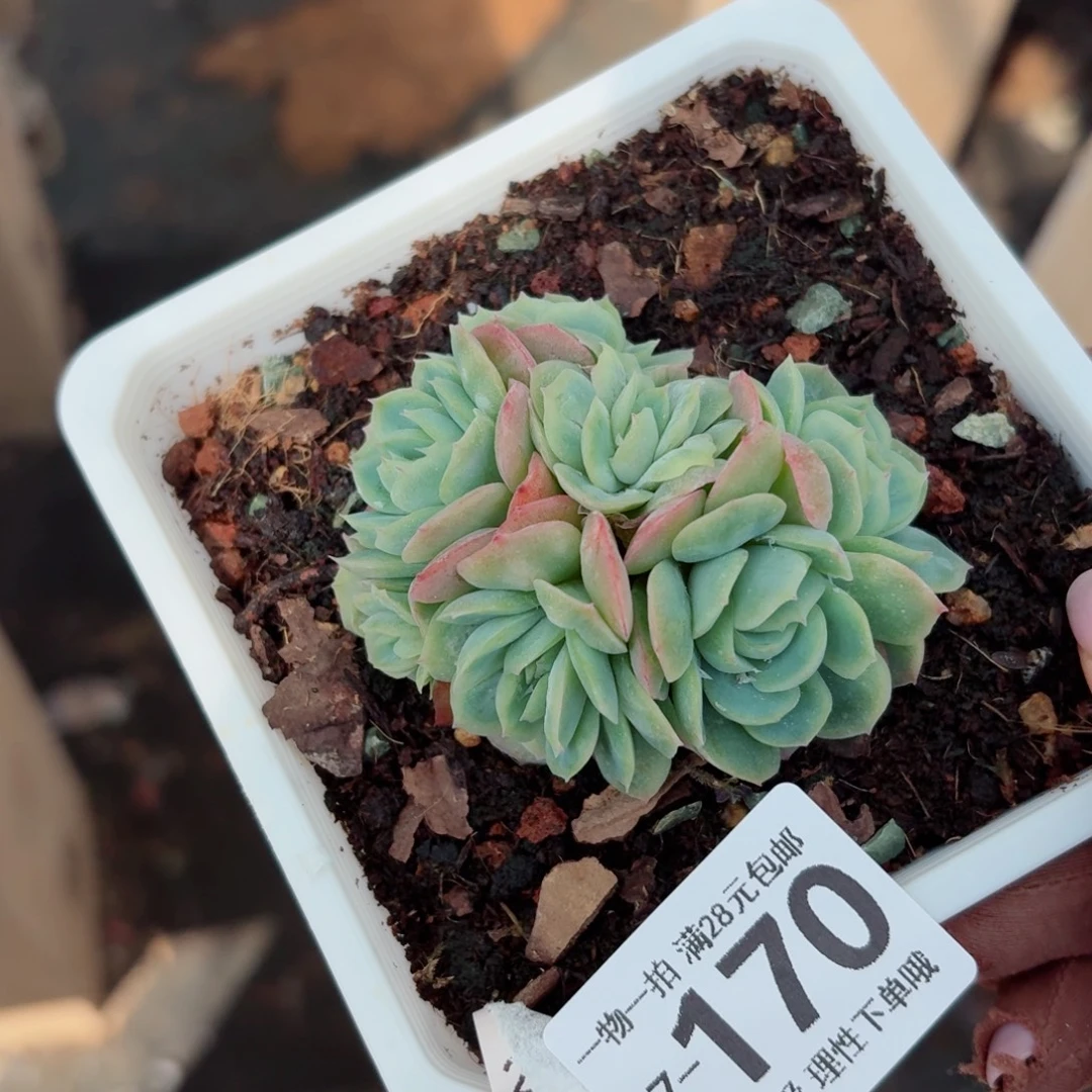 泡泡纱裙无盆土发货无盆