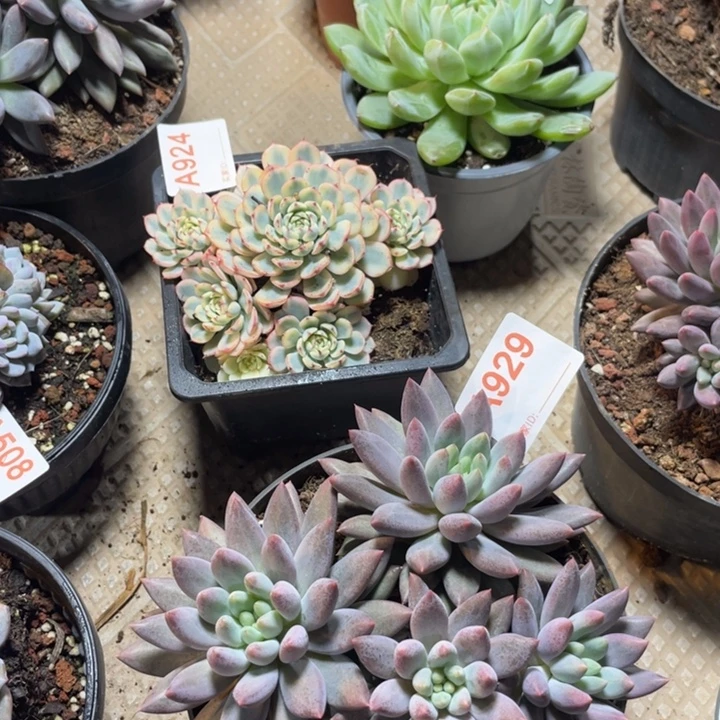 929 满20包邮脱土发货