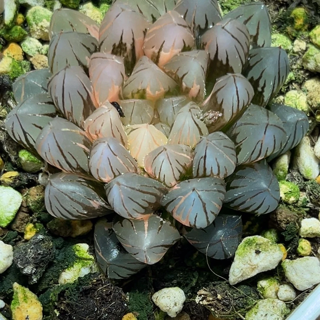 ღ****恭喜发财大吉大利0062