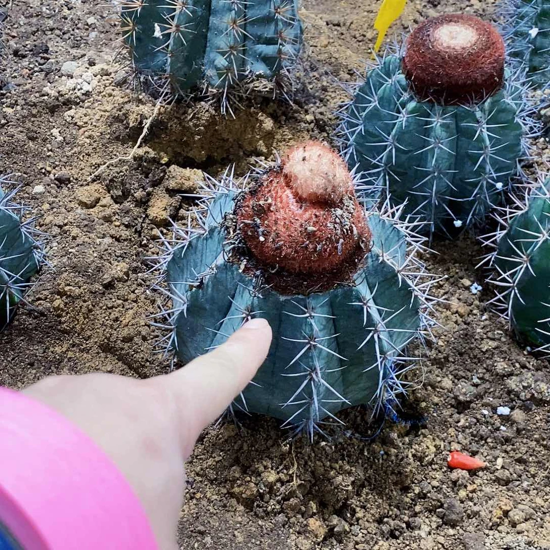 无花朵运****文00000000009000900