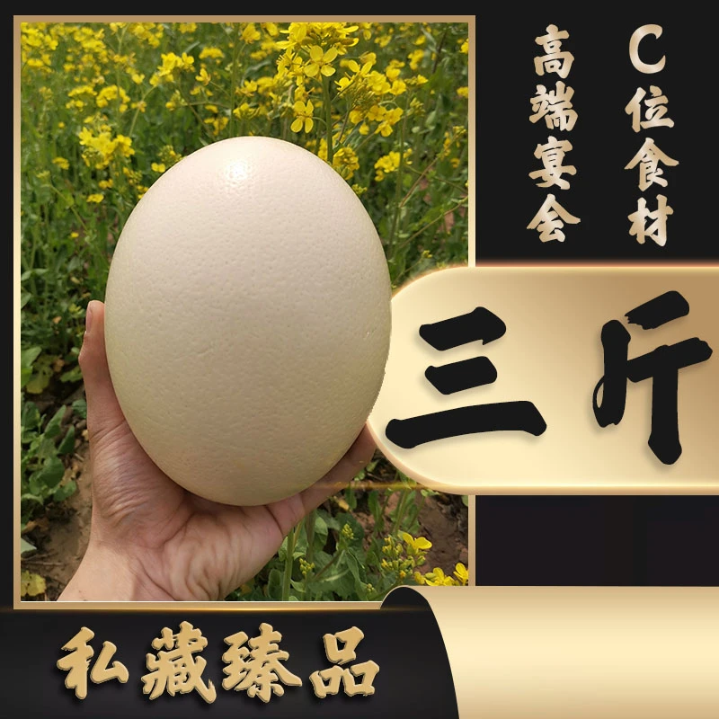 新鲜鸵鸟蛋顺丰包邮超大号三斤蛋节礼营养丰富散养到家破损包赔