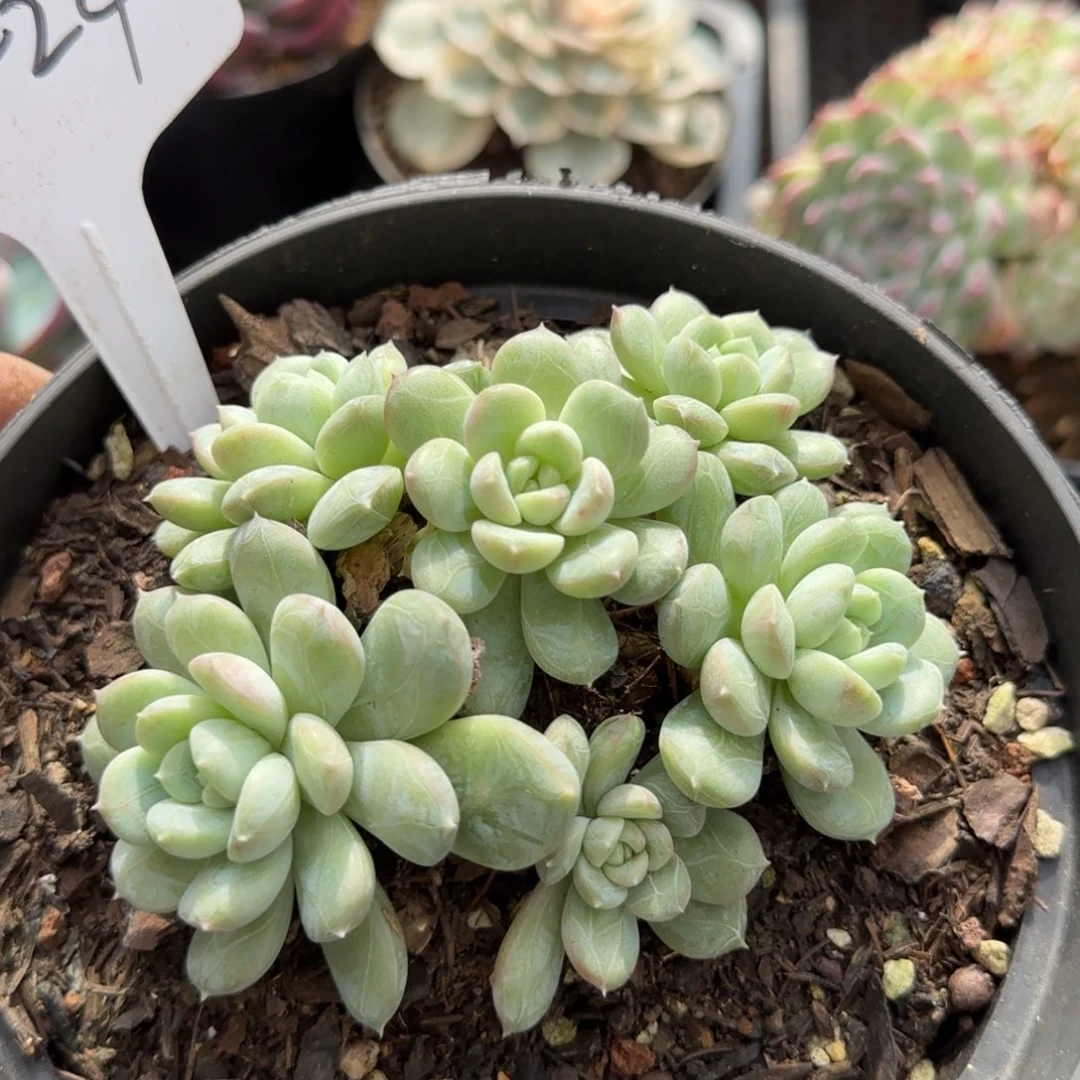 丸叶白搭翡翠一物一拍包装收缩花旱424