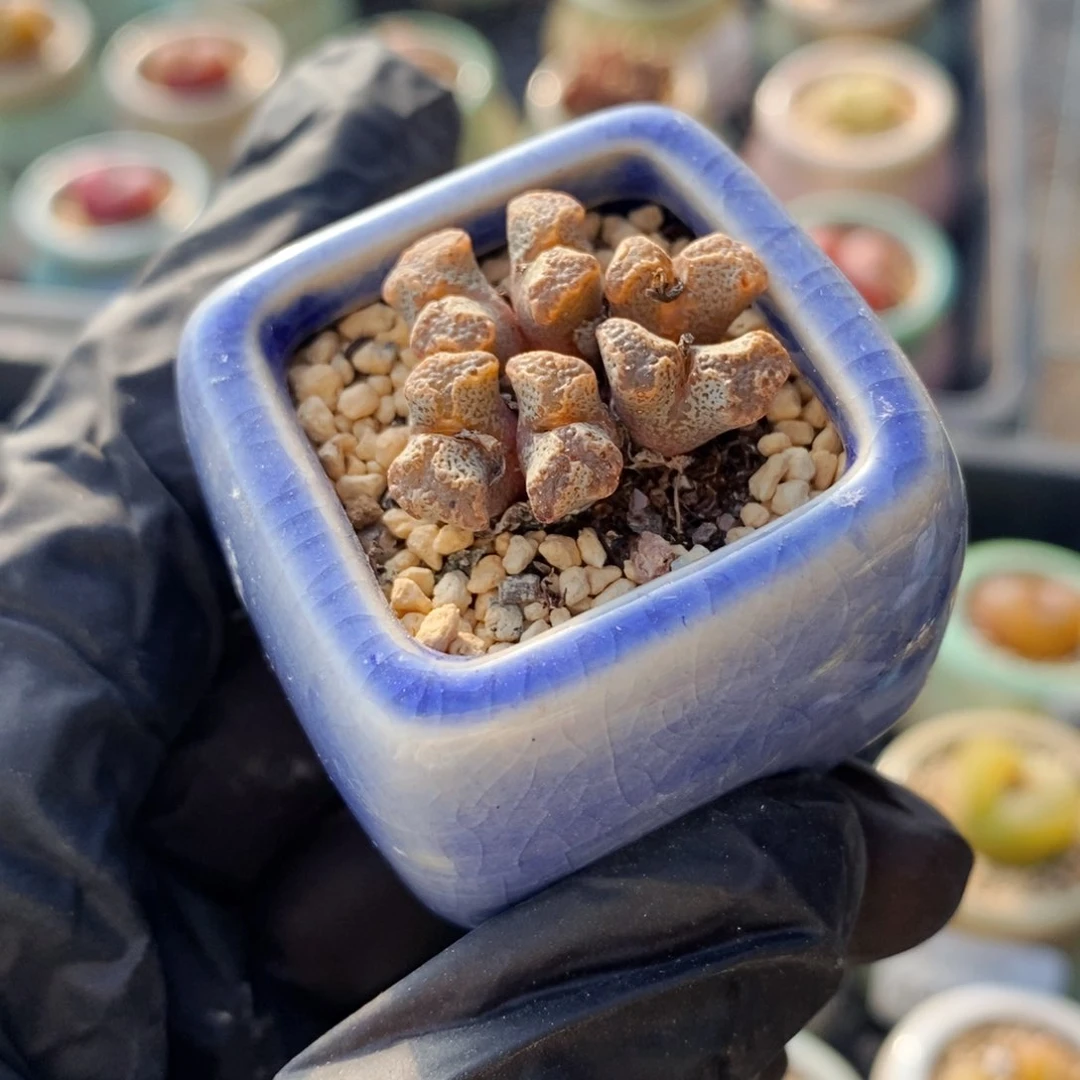 4461--一物一拍 带盆