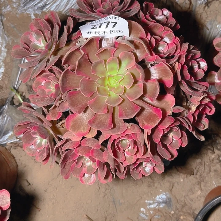 2777爱神多肉植物保护
