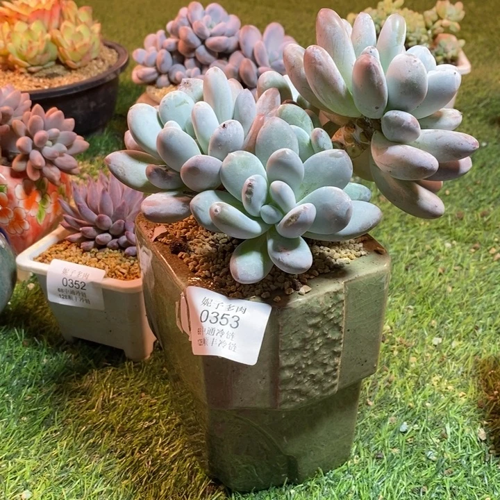 0353啊啊啊啊啊啊啊啊啊啊