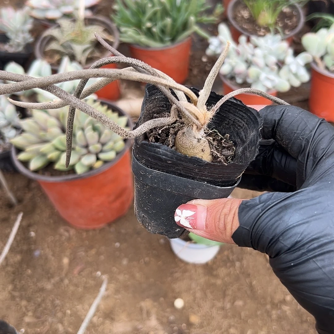 做***己多肉植物美杜莎块根