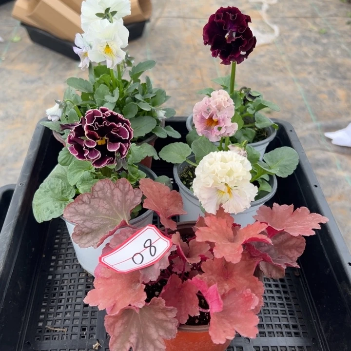 完全开放4盆角瑾08号无售后