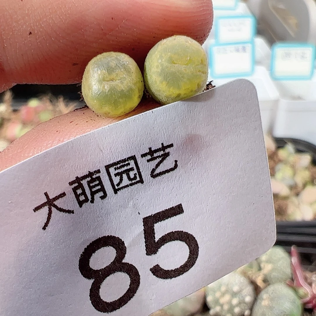 000085 一物一拍……