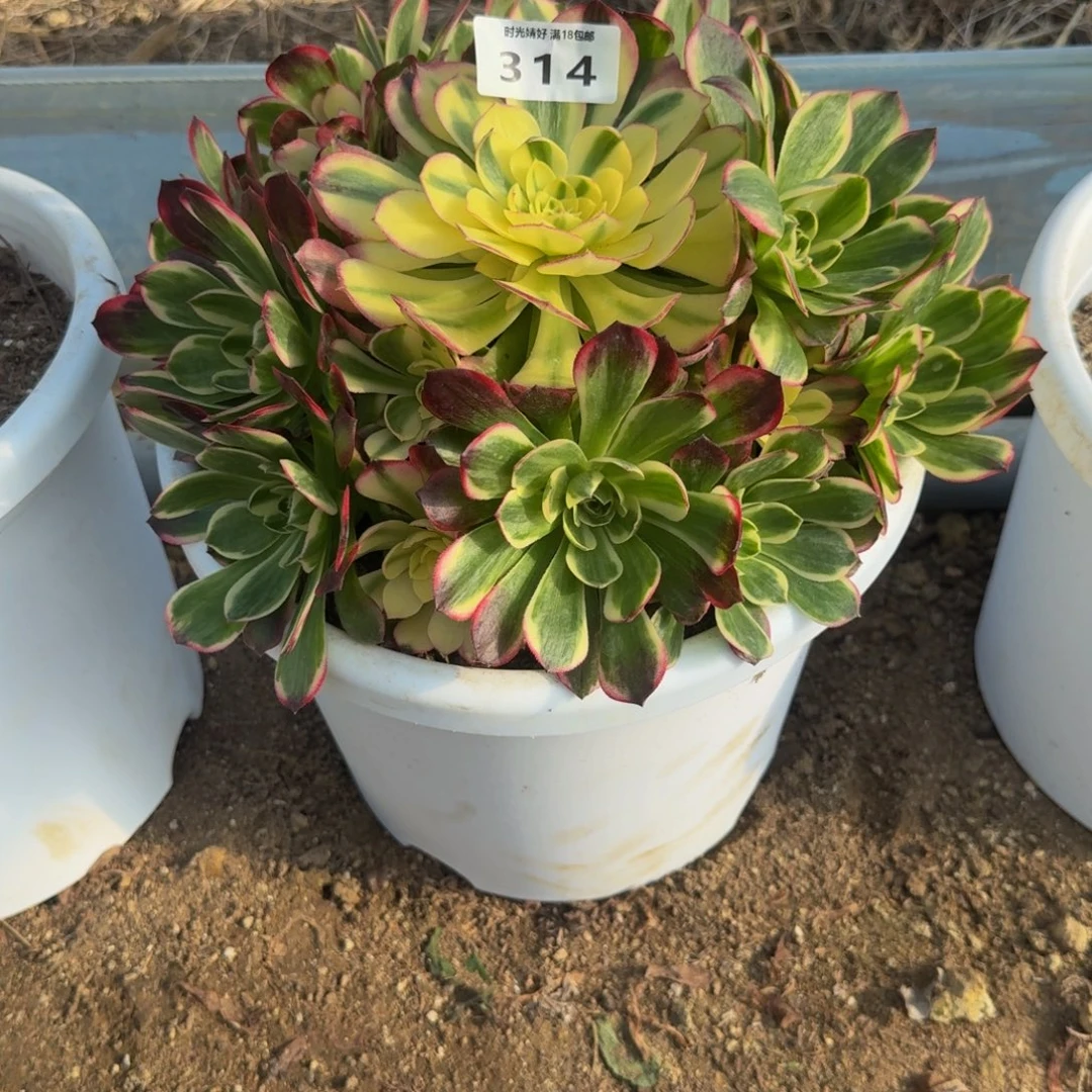 闲***人314红体海鲜。多肉植物