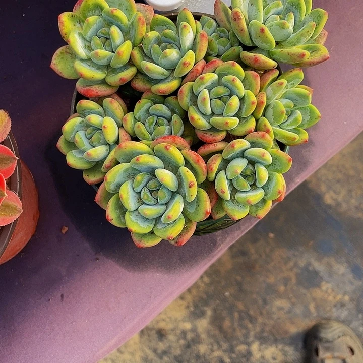 右***华寄养多肉植物寄养