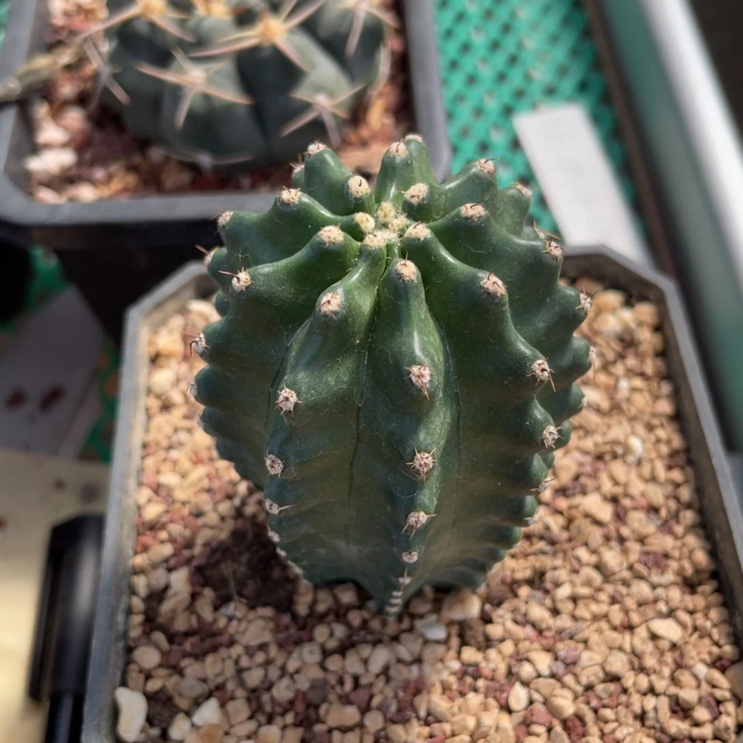 鹿角柱实生仙人球杂一代明石丸