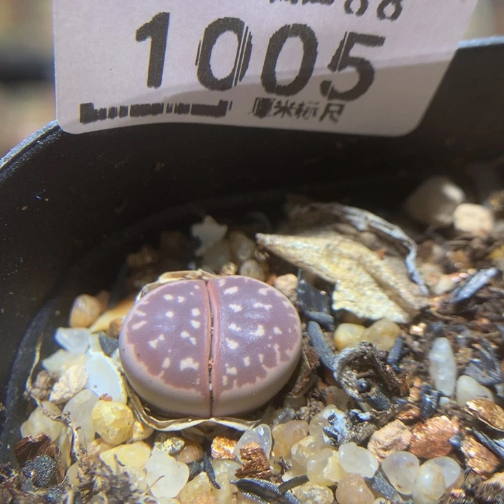 Sss石石花多肉1005