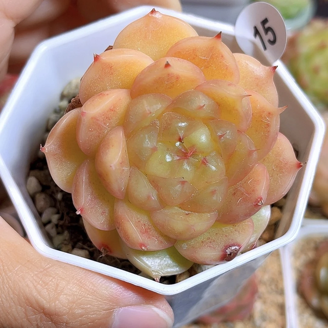 015 小金猪珍妮  满18包邮