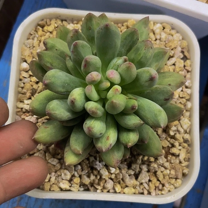 岩字石化拉丝一样物品