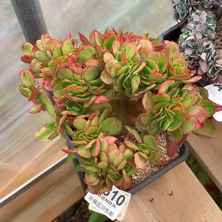 红菱缀化 810 满百送可爱玫瑰缀化