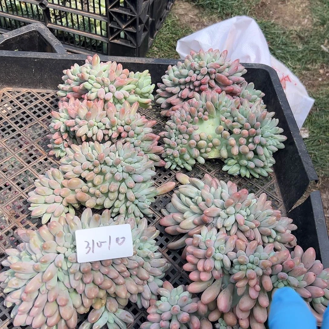 310-10汤圆缀多肉随机自己发根