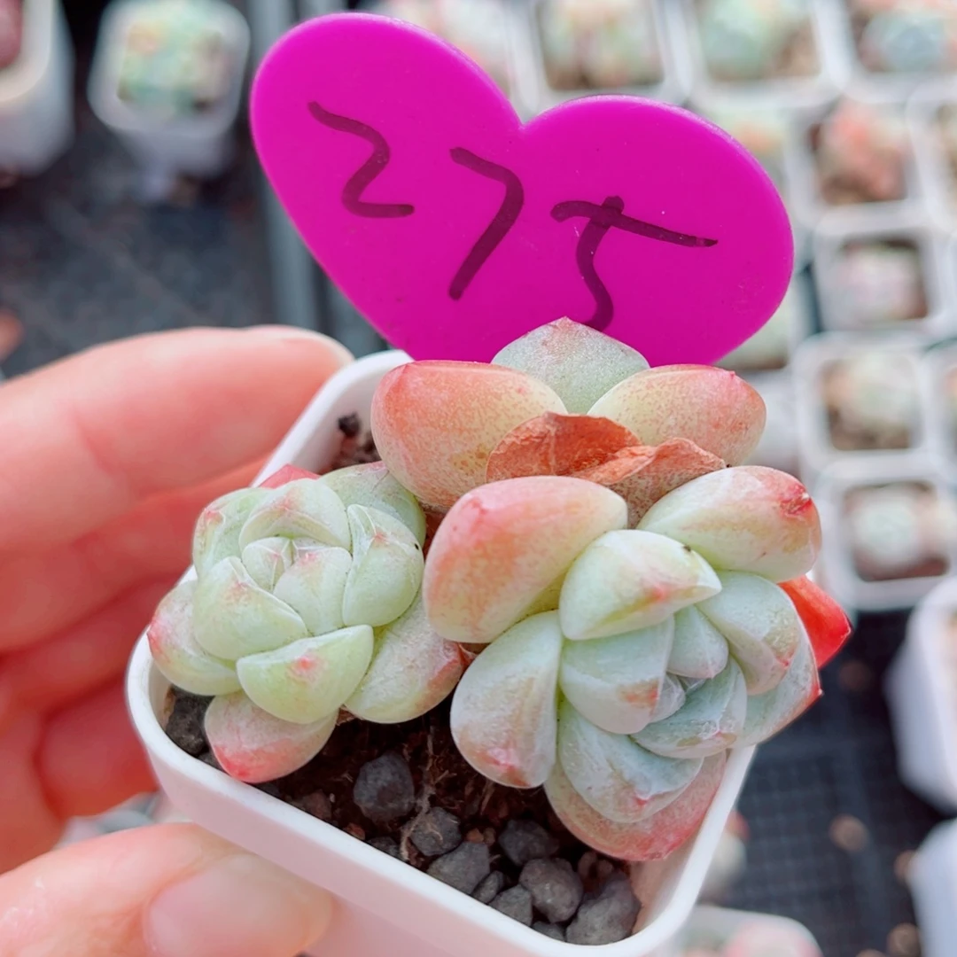 275号小老桩冰玉群
