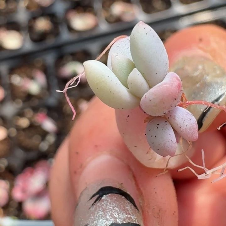 蜜桃波波完美覆轮一次247