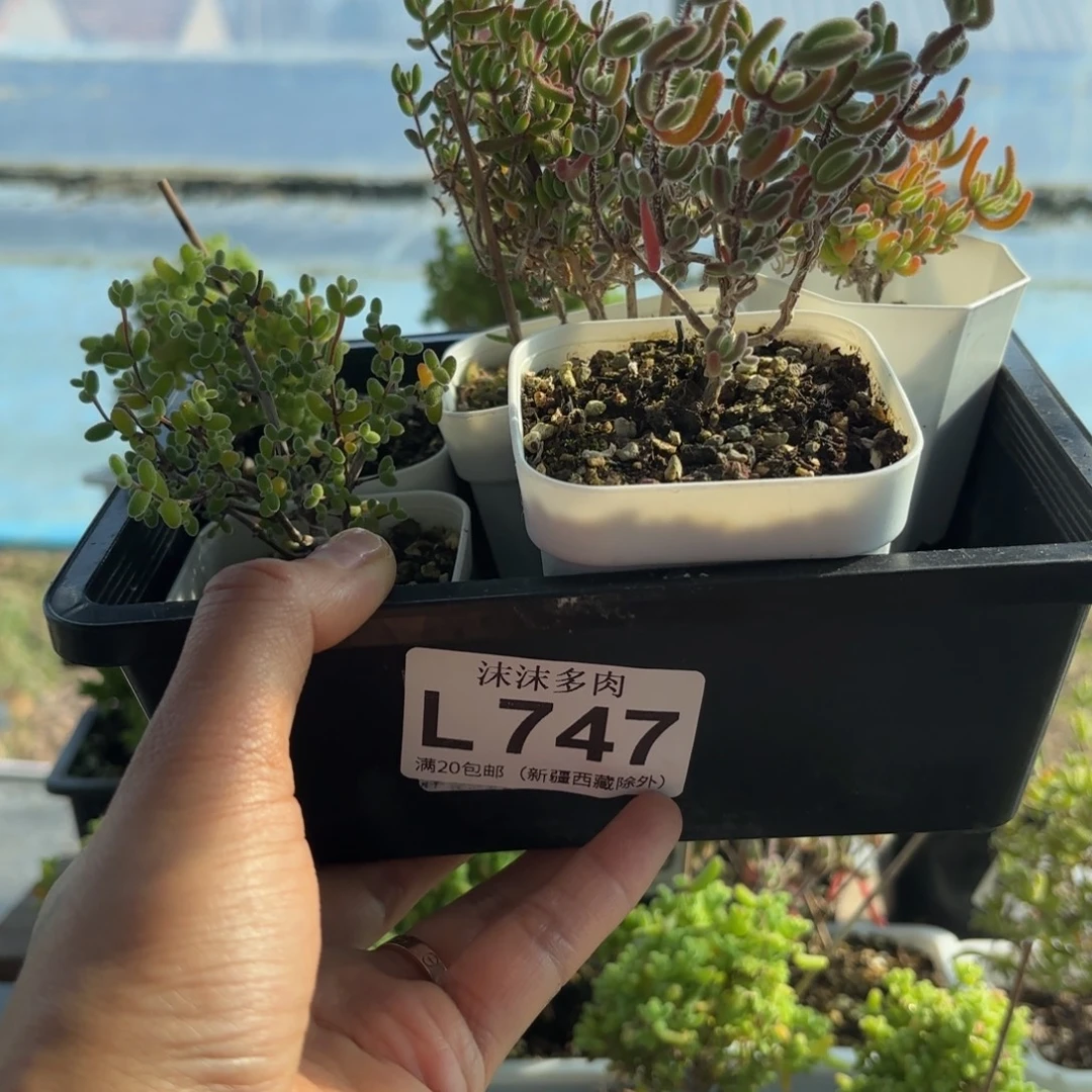 747新手套餐福利组合哦球