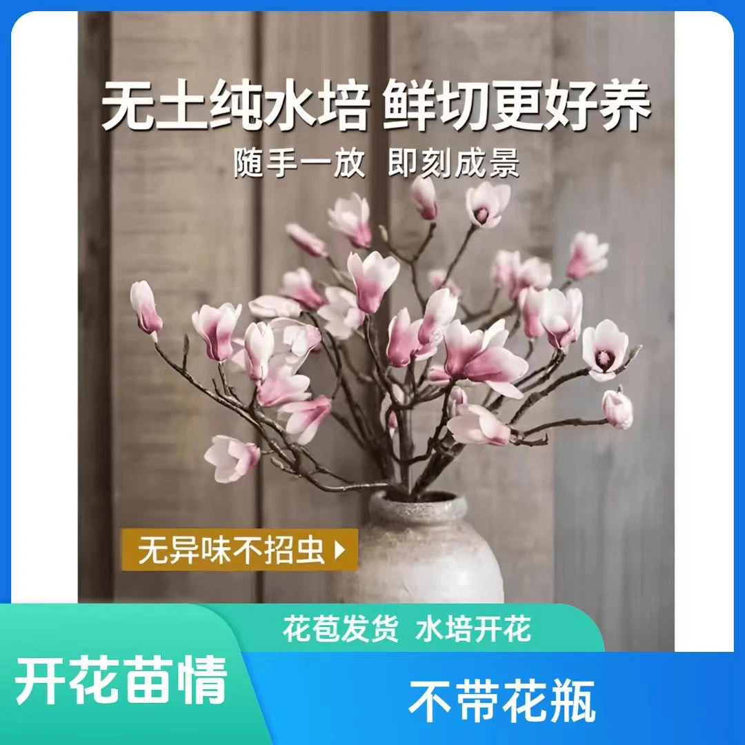 【调性年宵花】玉兰花鲜枝带花苞水培植物室内好养易活森系植物