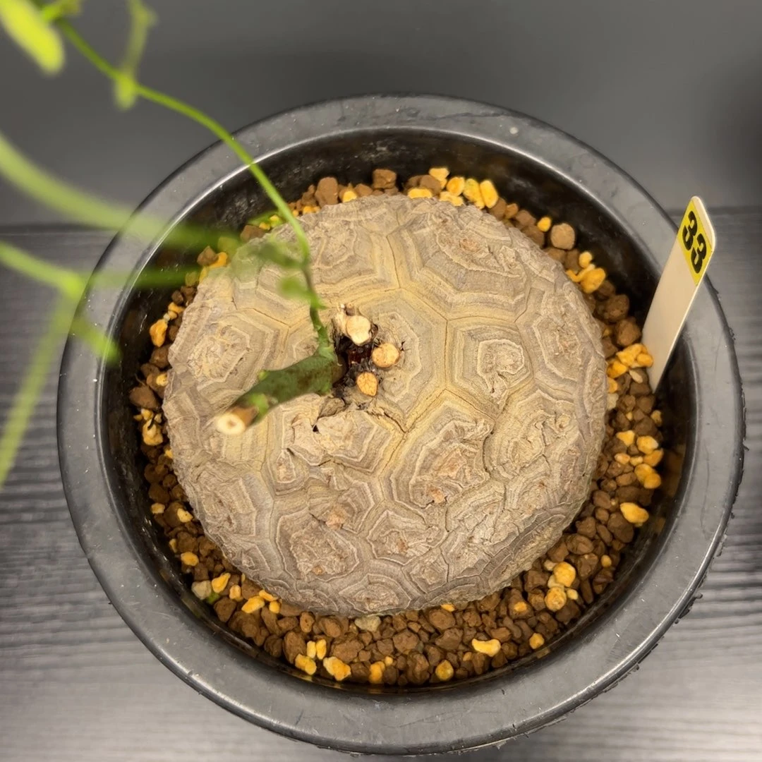 精品盆栽养顶的龟甲龙33号