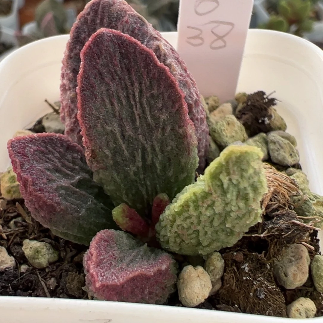 实生新品大苗多肉植物水泡