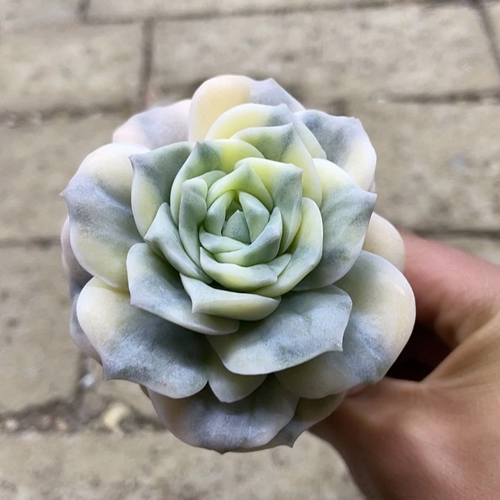 可爱玫瑰锦一物一拍