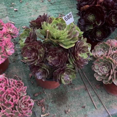 ****温680花月夜手捧多肉