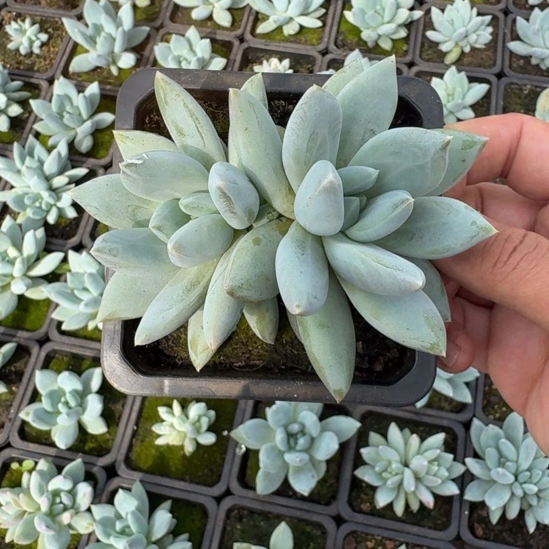 伊丽莎白 双头 一物一拍