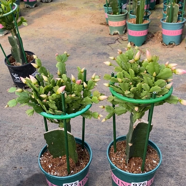 大部分花苞少量开放975，976嫁接066