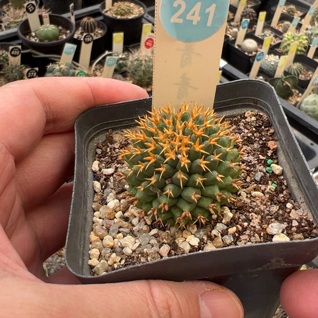 自根短豪刺琴丝3.6 cm