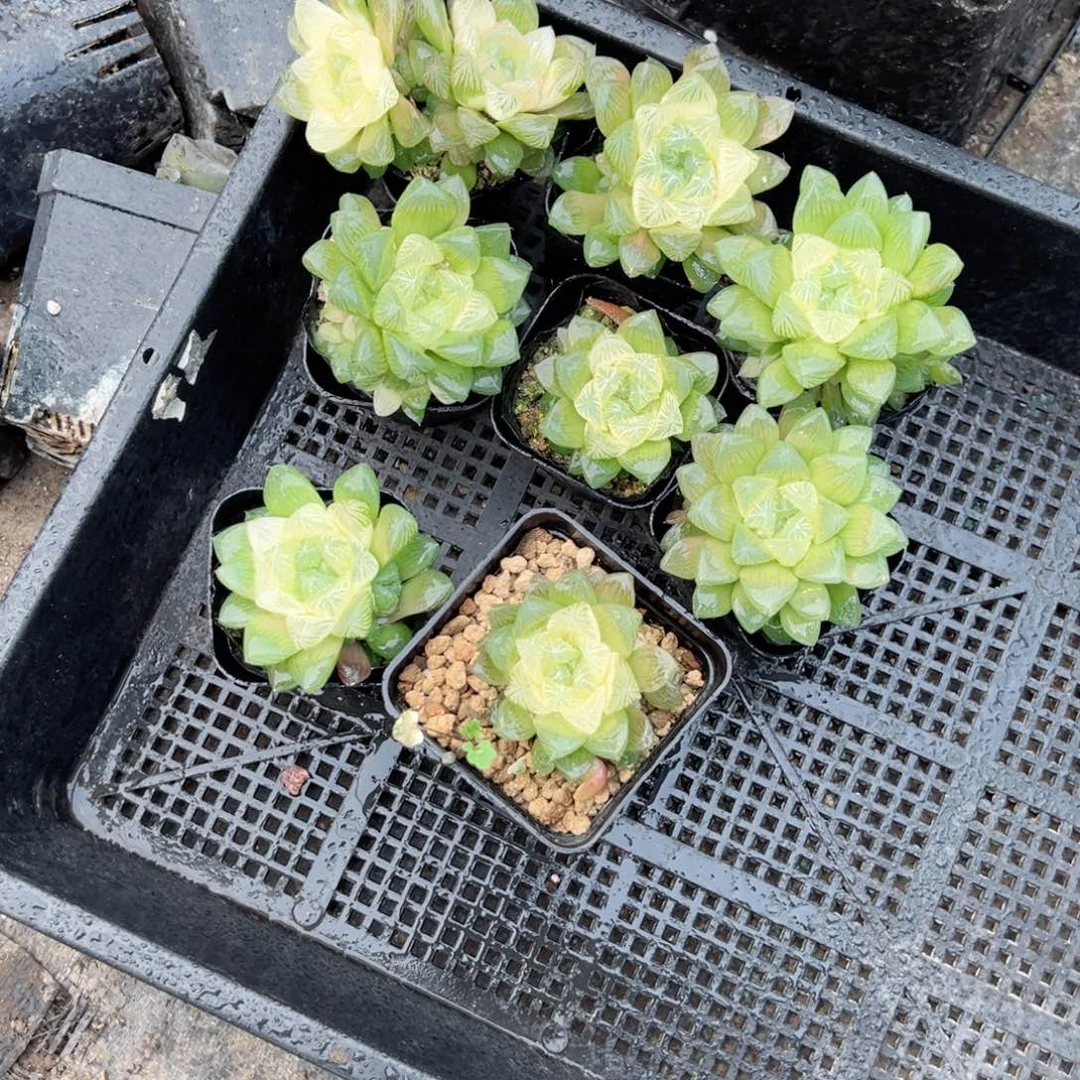 雪莲多肉植物一颗多肉