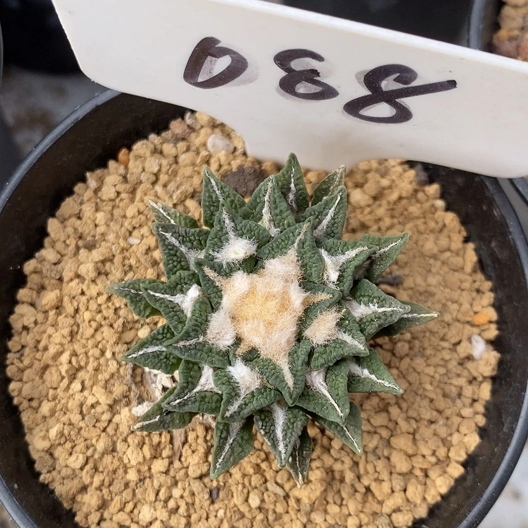 088黑牡丹系列产品