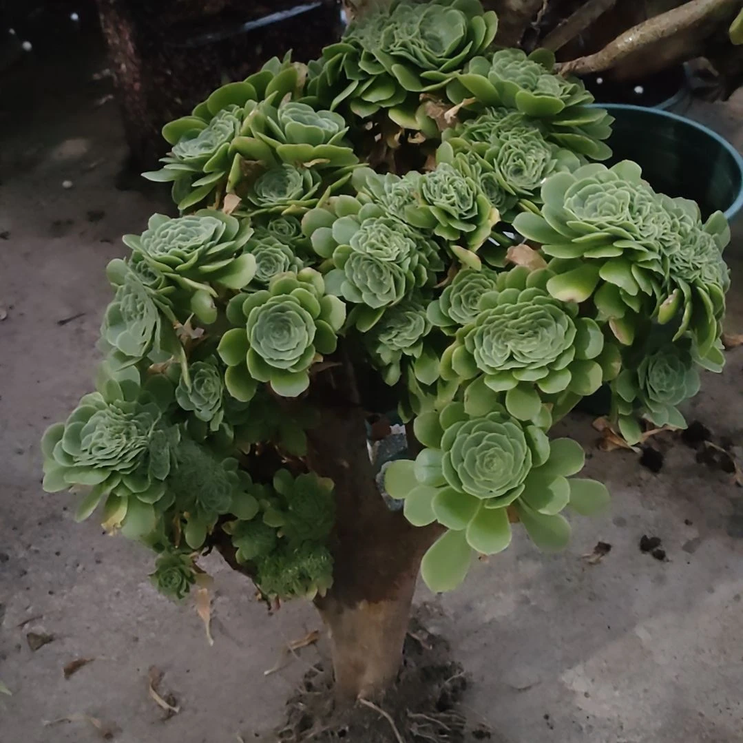 多肉法师锦绿羊绒缀化