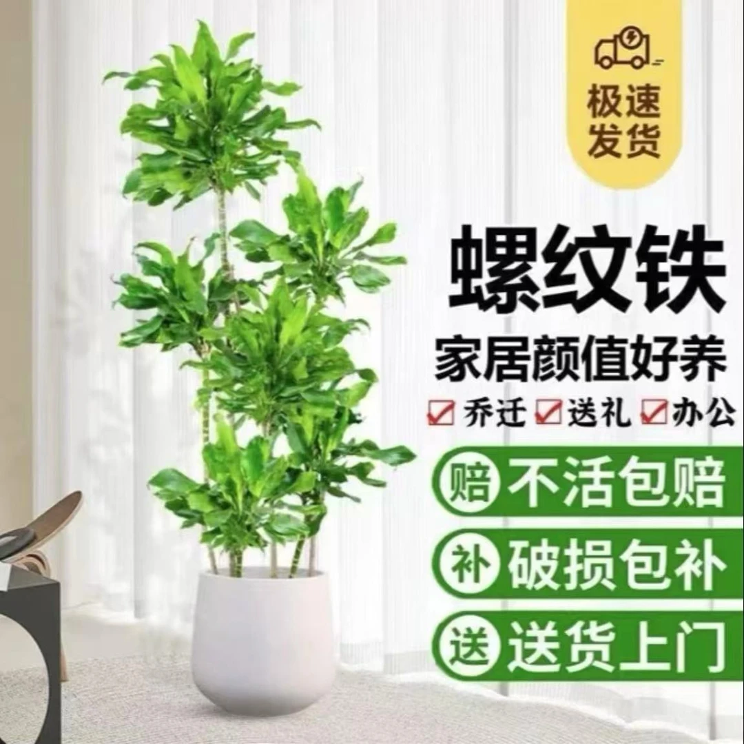 【小杨花场】螺纹铁室内易活四季常青客厅轻奢落地招财树真绿植盆景