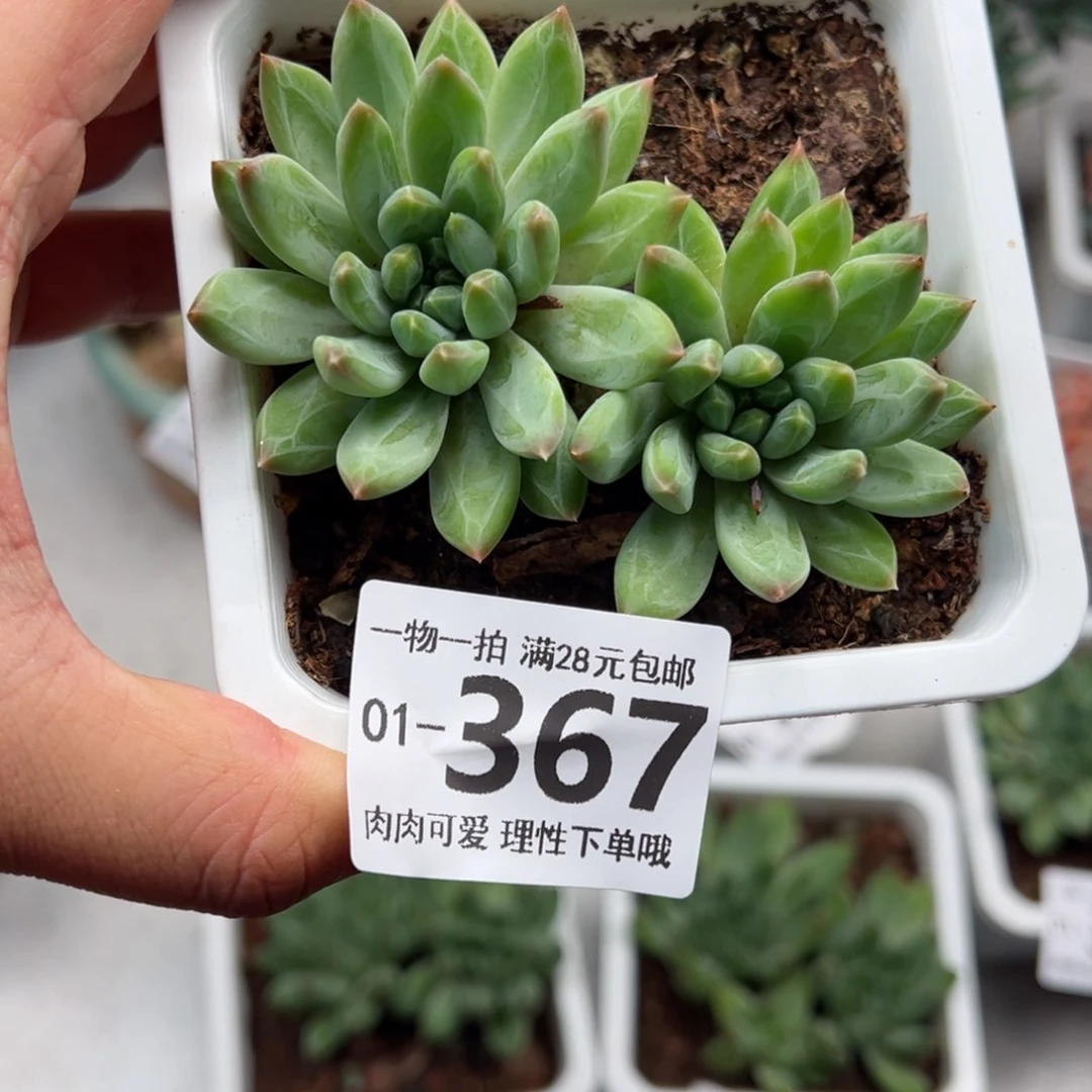 青花瓷多多肉多肉多肉