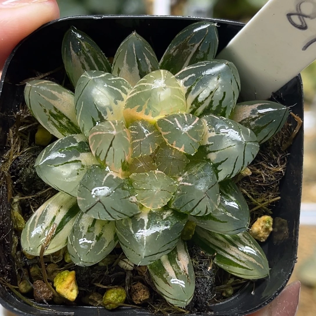 87灯芯龙爪玉露锦