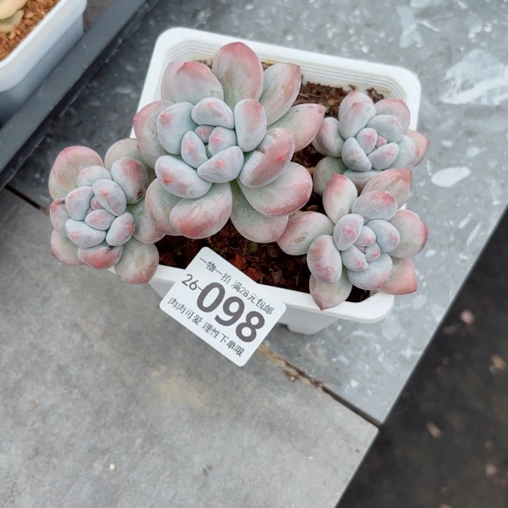 香水多肉无盆土发货无盆