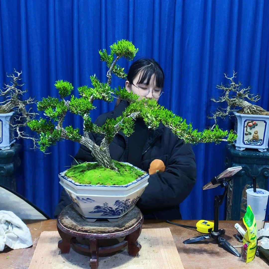 黄杨盆景一物一拍*️****