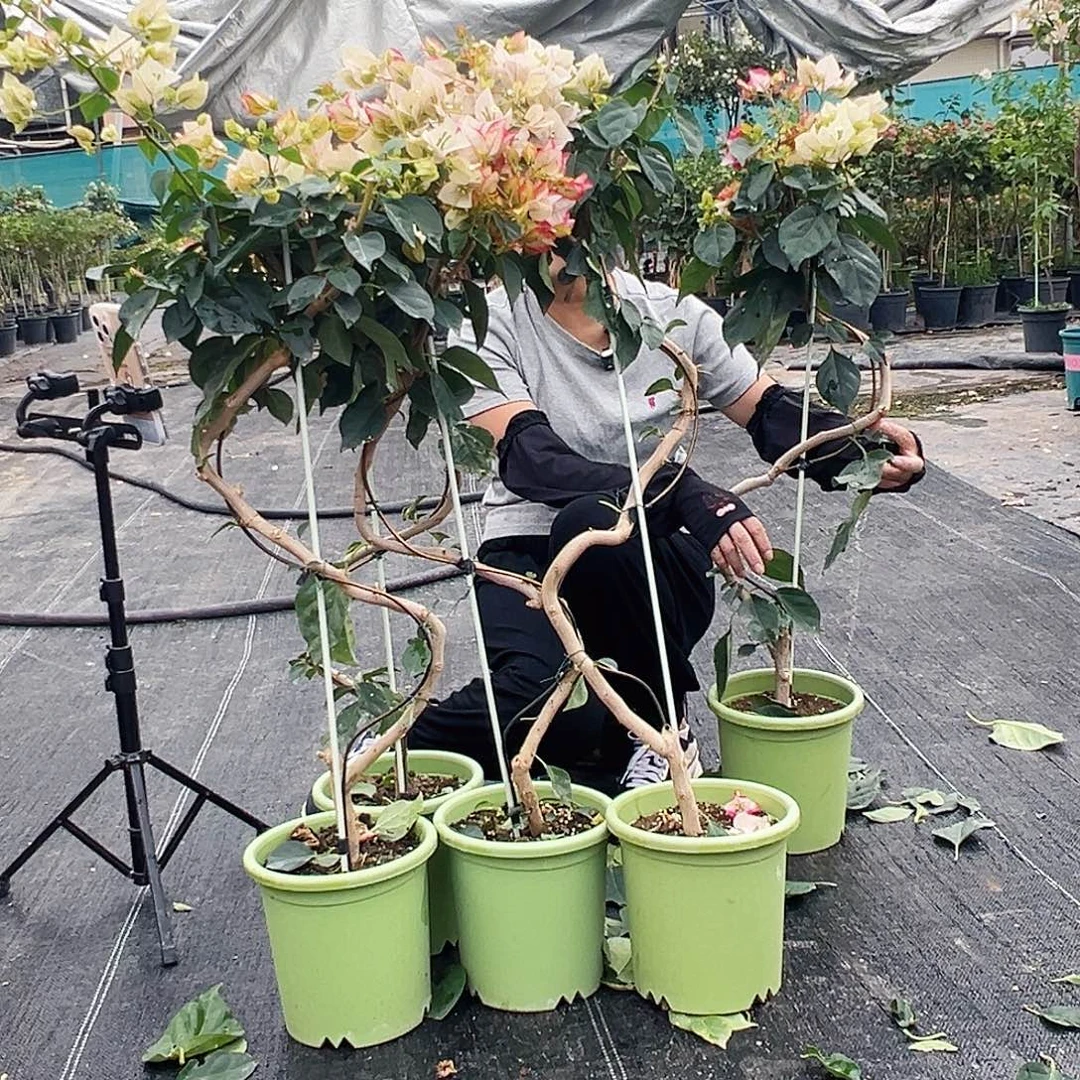 大部分花苞少量开放金娆s杆棒棒糖一颗