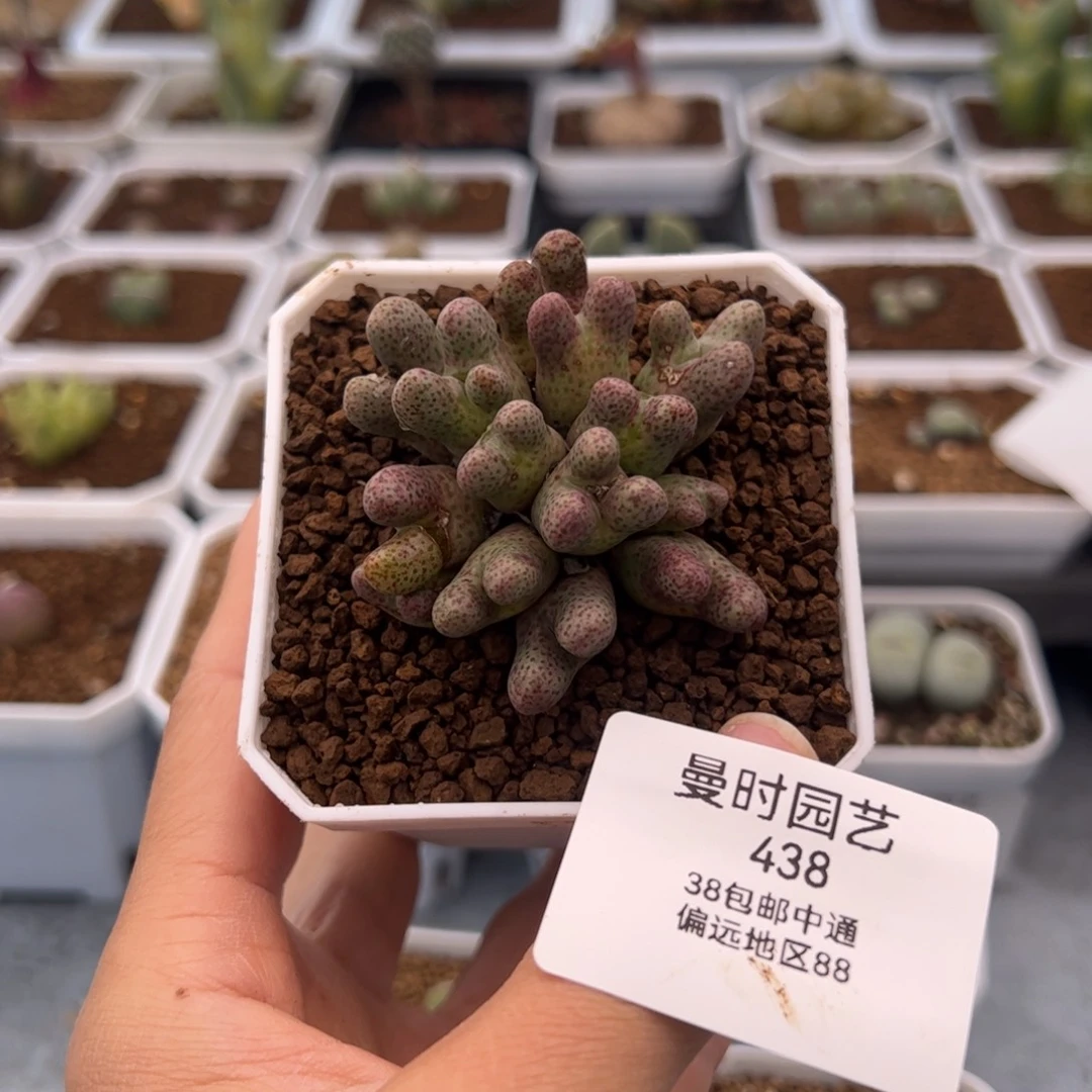 黑***妮438号大型斑马2.10多肉