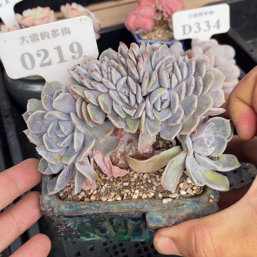 0219汉堡缀不带盆12厘米