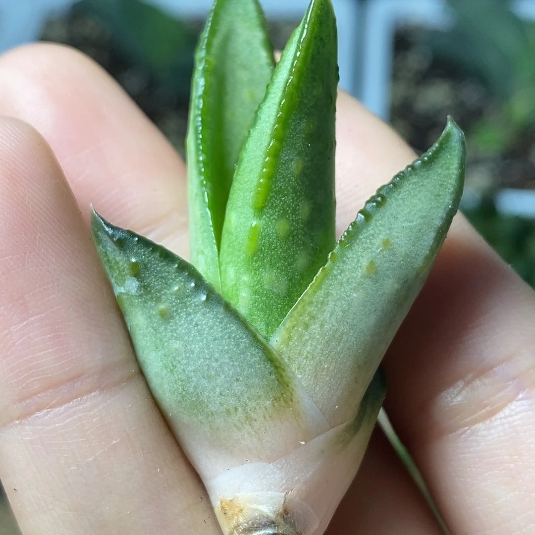 不带盆脱土裸根发货
