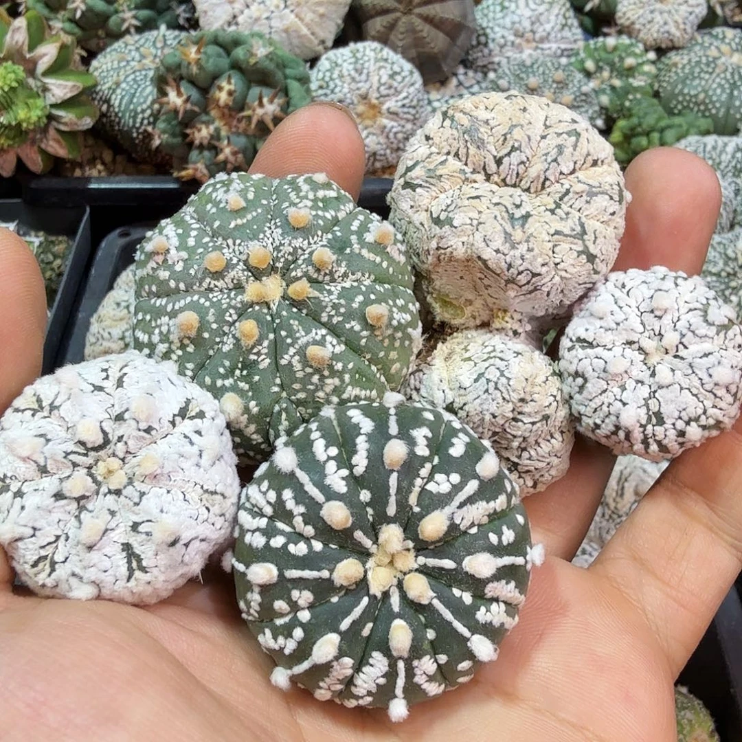 兜兜侧芽多肉植物