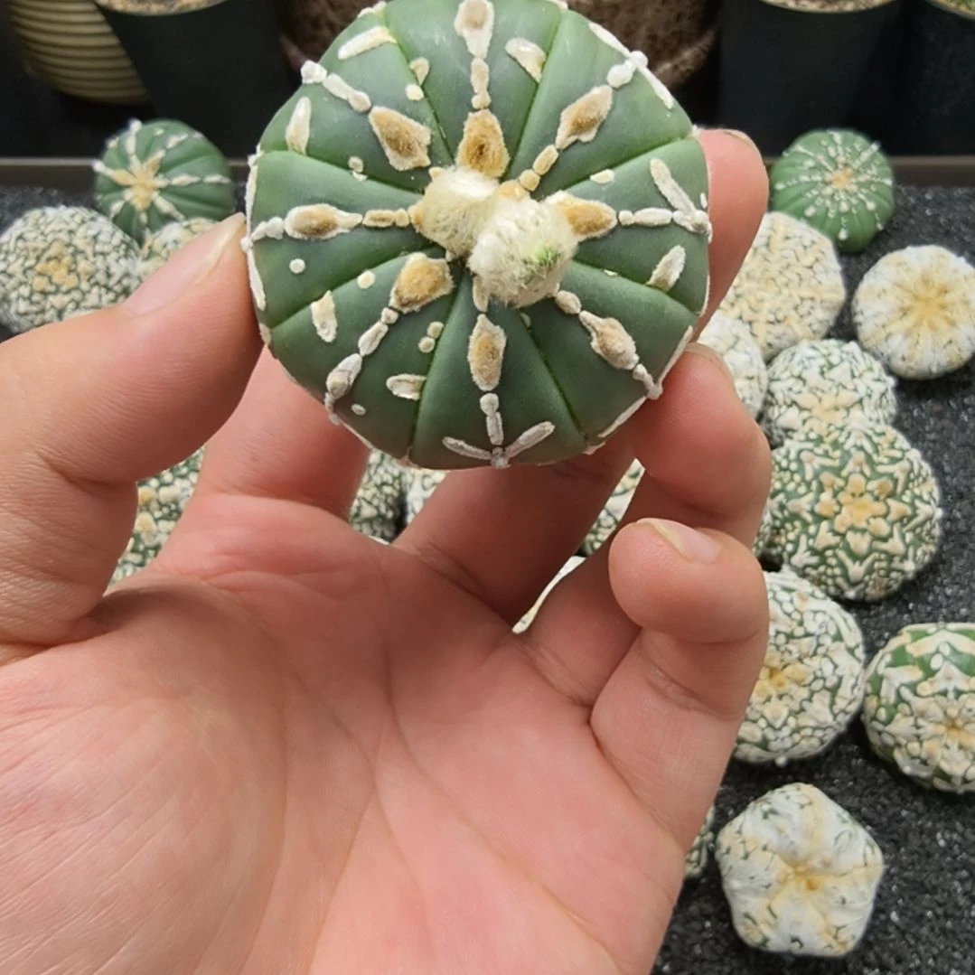 琉璃连线V兜哈哈哈哈
