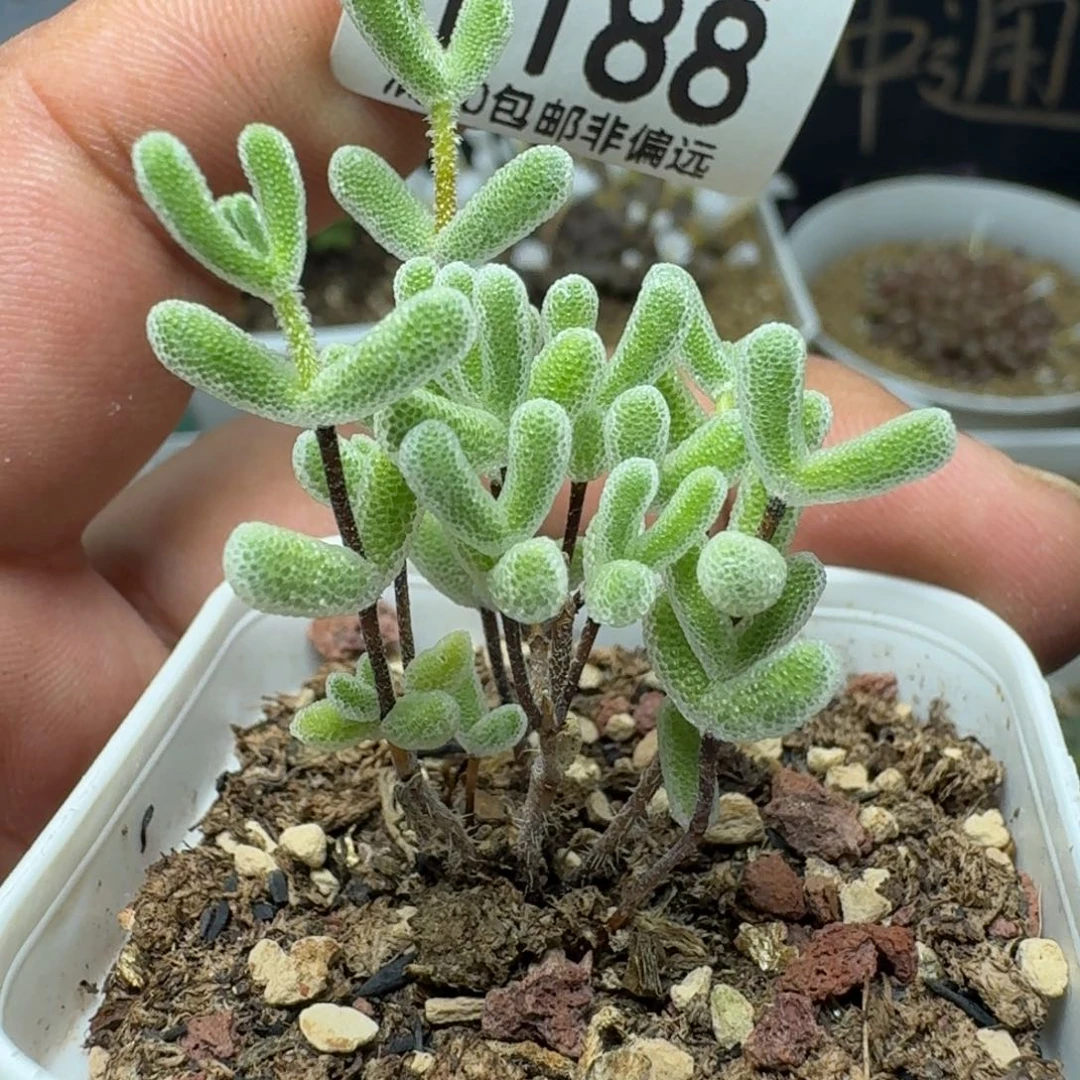 小星星带盆土。